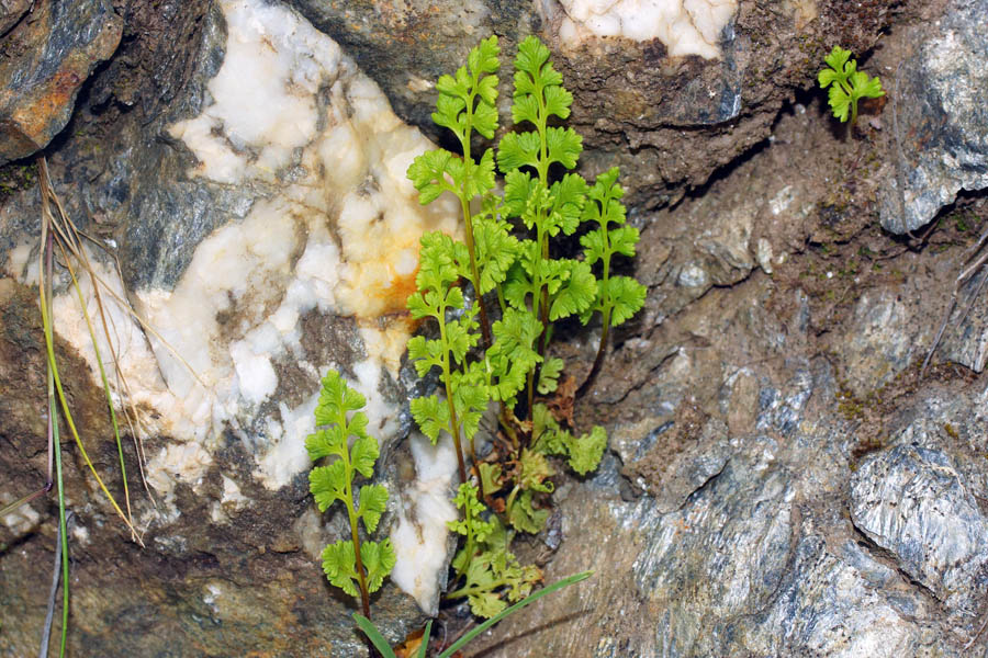 Anogramma leptophylla / Felcetta annuale